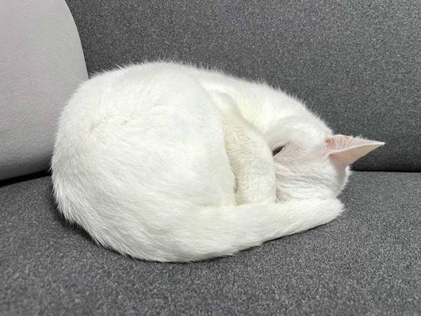 体を丸くしてる猫の顔が？　激写した１枚に「何を考えてるの」「怖かわいい」