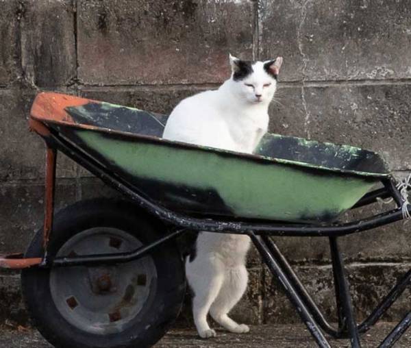 胴体が切断！？　猫の写真に『４万いいね』のワケが？「吹いた」「降参」