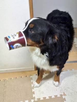 アイスを食べた飼い主　大型犬の姿を見ると？「思わず吹いた」「最高の発想」