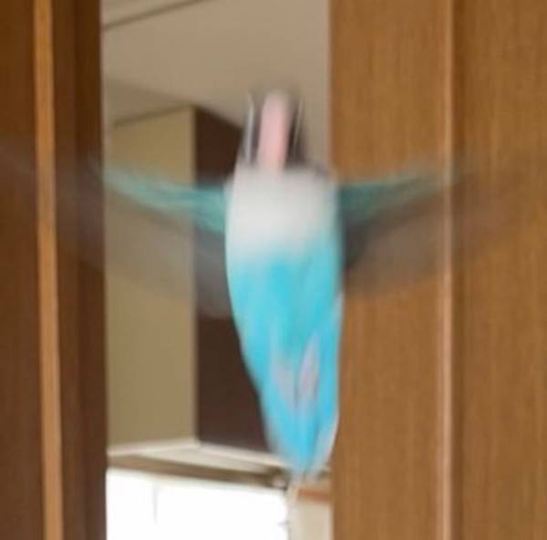 「鳥だと思ったら…」　飼い主が撮影した１枚が「クセが強すぎ」と話題