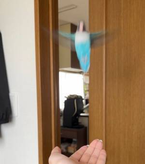 「鳥だと思ったら…」　飼い主が撮影した１枚が「クセが強すぎ」と話題