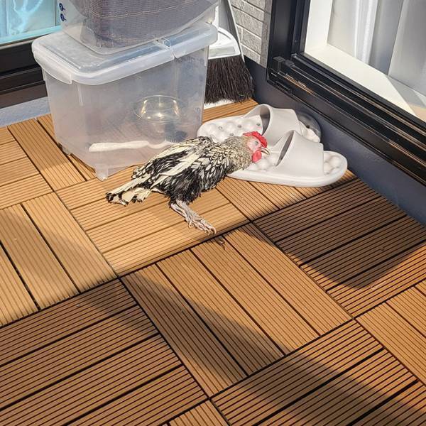 ニワトリの昼寝姿に１２万人がドキッ　心配の声が相次いだワケとは？