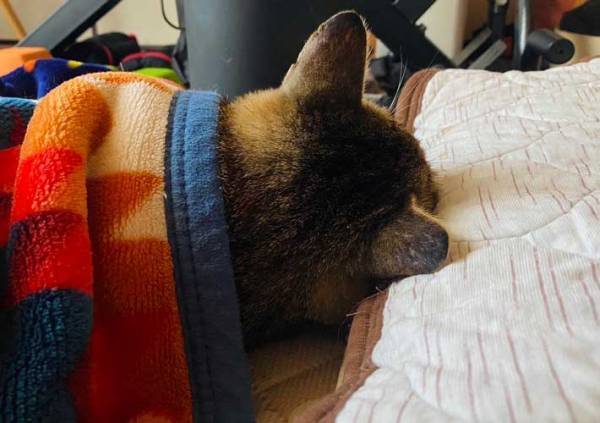 飼い主「人間のようになりました」　１か月前に保護した野良猫が？「前世は人間かな」