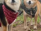 せっかく山頂に着いたのに真っ白…　柴犬が向けた表情に「もはや人間」