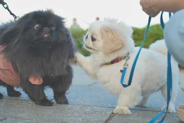 犬の画像