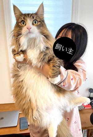 飼い主の腕の中にいる子猫　２年後の姿に「同じ猫だよね？」