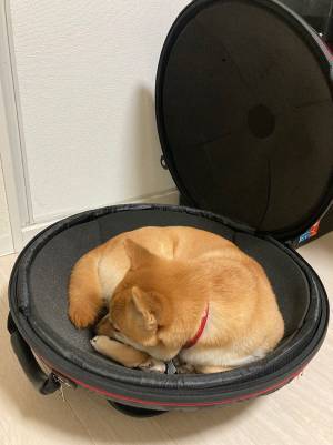 飼い主「すみませんが…」　愛犬の行動に「心臓が止まるかと思った」