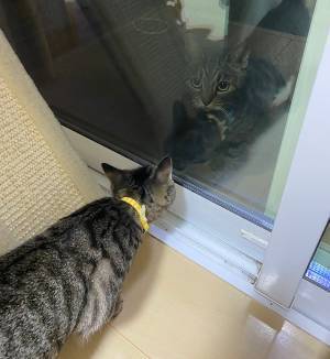 「五度見ぐらいした」「まじでビビる」　猫が窓の外を見続けた理由に、１６万人が驚く