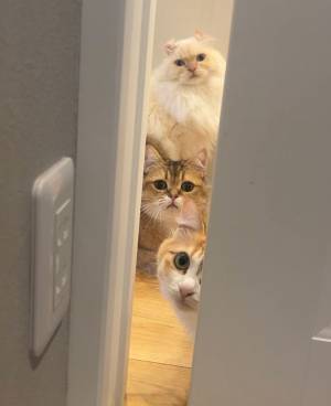 朝に寝坊した飼い主　部屋のドアを見ると「圧がすごい」「無表情の視線が痛い」