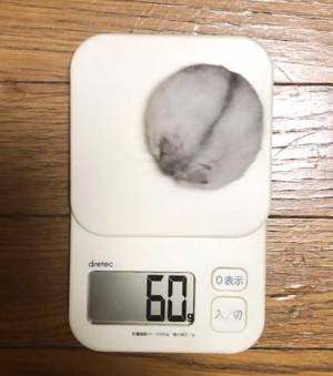 大福、かと思ったら…？　「初めて見た」「どうして」