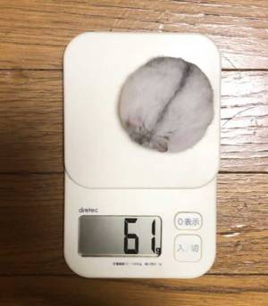 大福、かと思ったら…？　「初めて見た」「どうして」