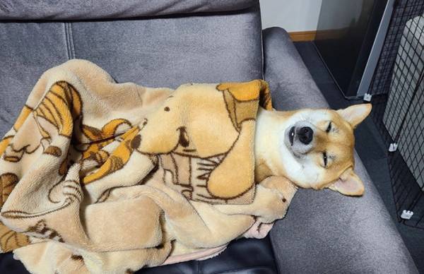 飼い主が使うはずの毛布に…　１枚に「犬なのか、人間なのか…」「いい表情」