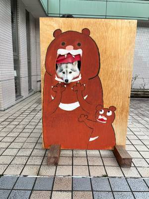 ハスキーが顔を出していたのは…　山で撮影した１枚に「助けたい！」