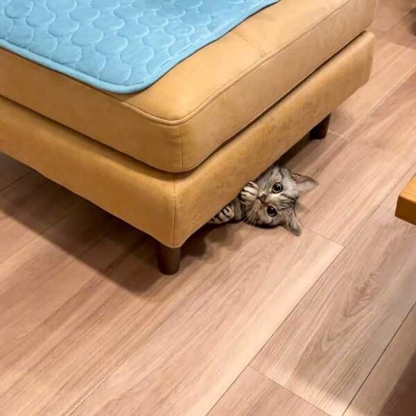 猫の写真