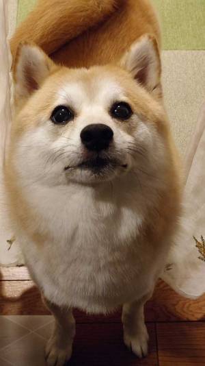 『４０才』になった柴犬？　姿に「若々しい」「こんなにかわいい４０才はいない」