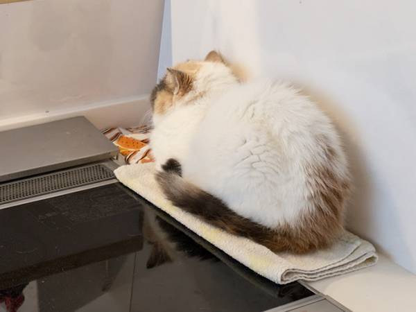 飼い主「何がおもろいん？」　猫を見ると…「じわった」「なんでや！」