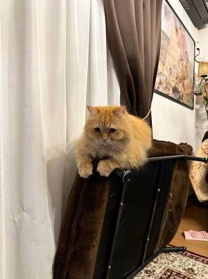 ションボリする猫　いる場所にまさかすぎて…「助けてほしいと訴えてる」