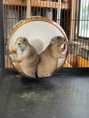 プレーリードッグの『回し車の使い方』が話題　「固定概念にとらわれていたようだ」