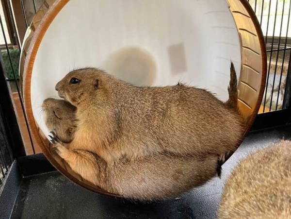 プレーリードッグの『回し車の使い方』が話題　「固定概念にとらわれていたようだ」