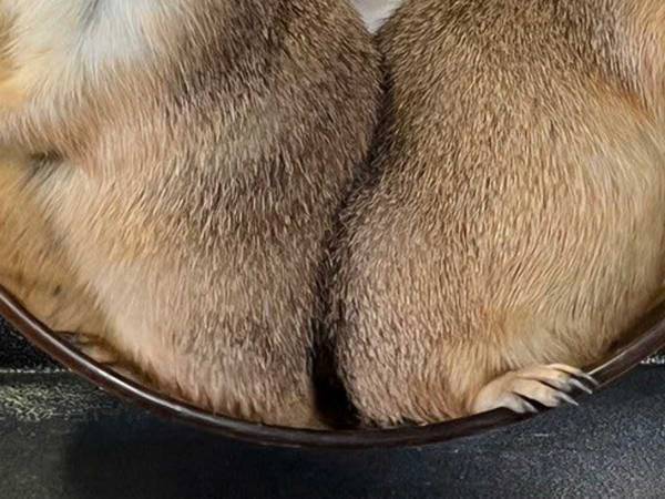 プレーリードッグの『回し車の使い方』が話題　「固定概念にとらわれていたようだ」