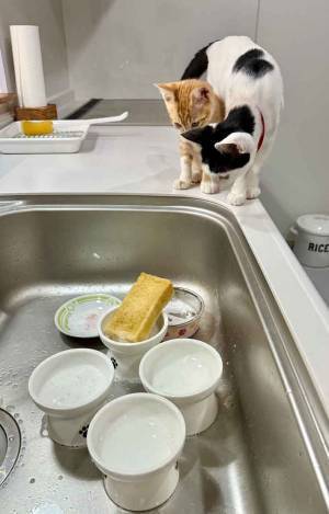 視線が厳しい…　シンクを見つめる２匹に「笑った」「ダブルチェックや」