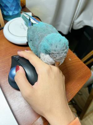 「誹謗中傷かな…」　インコの写真に寄せられた、韓国語のコメントに「素敵！」