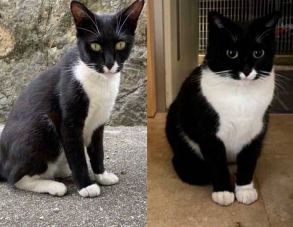 ガリガリな野良猫を保護　３年後の姿に、６万人が注目したワケが…