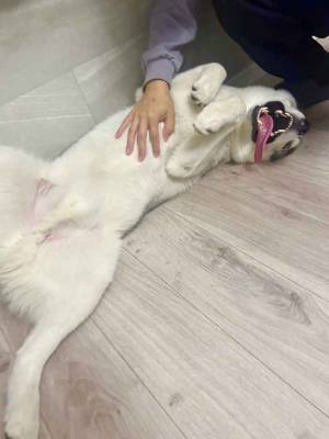 妹から送られてきた写真が？　ハスキーの１枚に「やばい…夢に出てきそう」