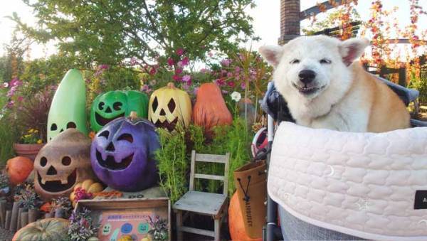 「カボチャの表情を真似ているみたい」　愛犬の１枚に「吹いた」「めっちゃ楽しそう」