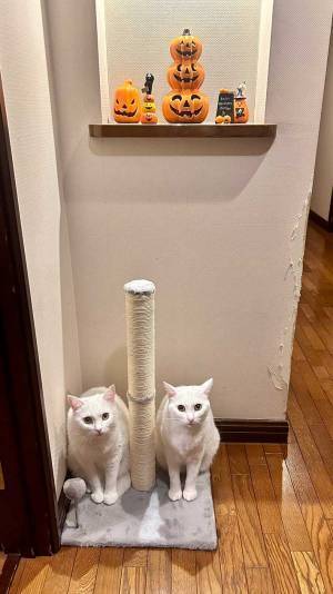 「家の壁がもうボロボロすぎるから」　飼い主が対策するも…「笑った」「神様みたい」