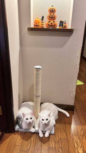 「家の壁がもうボロボロすぎるから」　飼い主が対策するも…「笑った」「神様みたい」