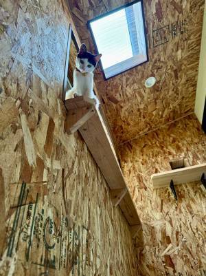 トイレ掃除中に猫が？　１枚に「笑った」「なぜ監視してる」