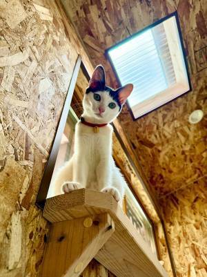 トイレ掃除中に猫が？　１枚に「笑った」「なぜ監視してる」