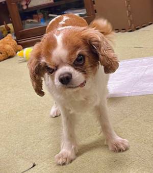 「犬もこんな顔をするんだ！」　飼い主がテレビを見ていると、犬の表情が…？