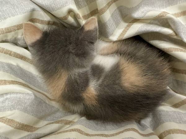 布団洗いたいのに…　子猫の１枚に「ダメだ」「やさぐれてた」