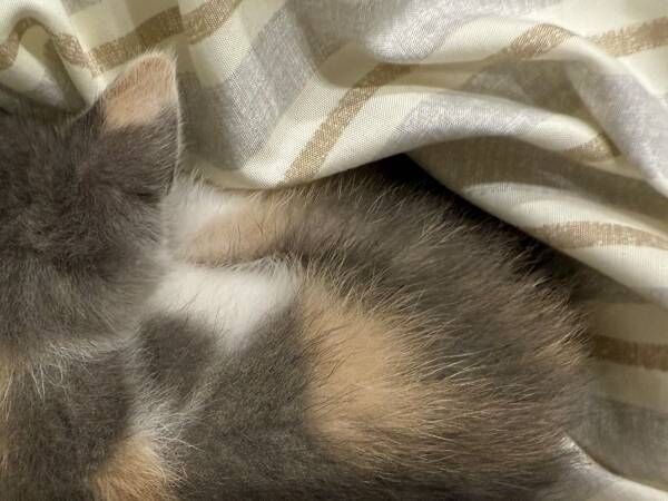 布団洗いたいのに…　子猫の１枚に「ダメだ」「やさぐれてた」