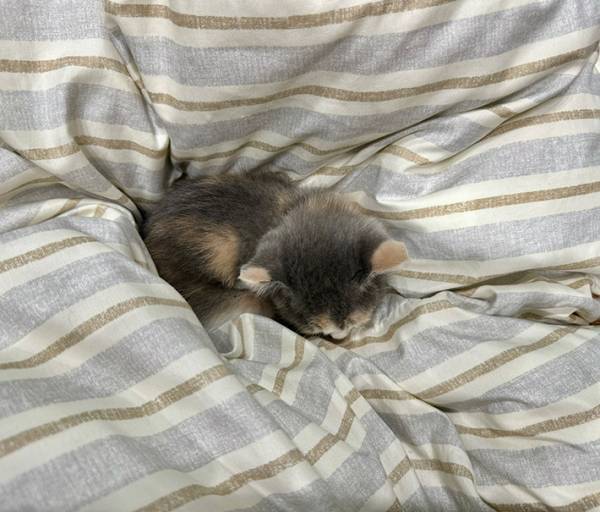 布団洗いたいのに…　子猫の１枚に「ダメだ」「やさぐれてた」