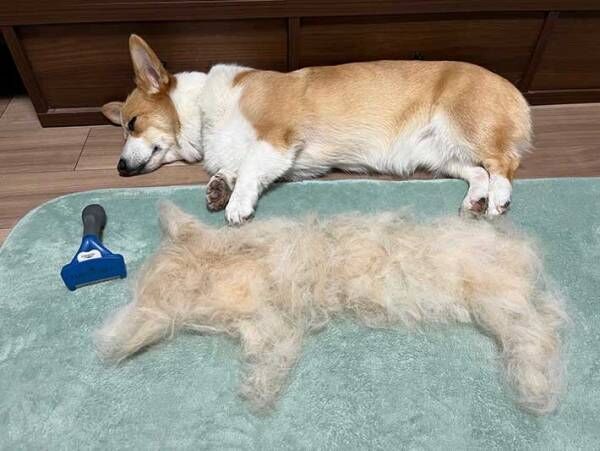 犬の画像