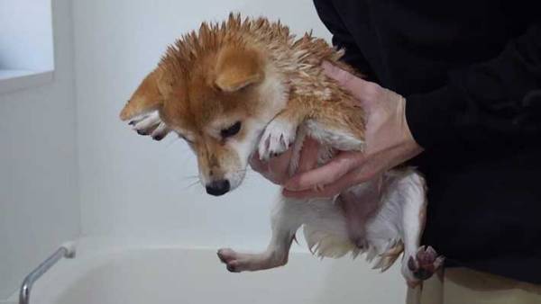 「洗われると、『ハリネズミ』になる」犬　写真がこちら！