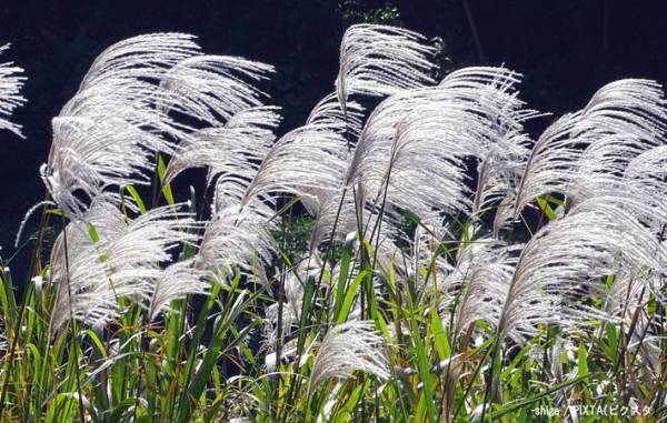 ススキそっくりで勘違い！　話題の植物に「えっ！？」「知らなかった」