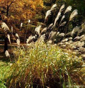ススキそっくりで勘違い！　話題の植物に「えっ！？」「知らなかった」