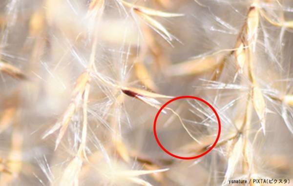 ススキそっくりで勘違い！　話題の植物に「えっ！？」「知らなかった」