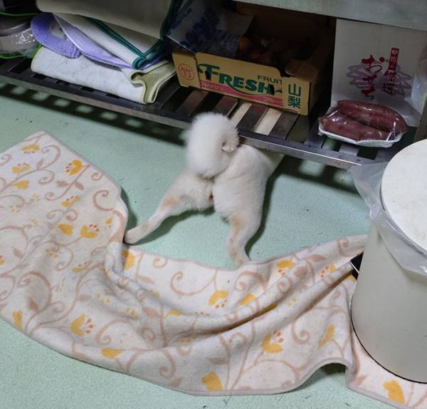 ボールが好きすぎて？　柴犬の行動に「よくそこまで」「たくましい」