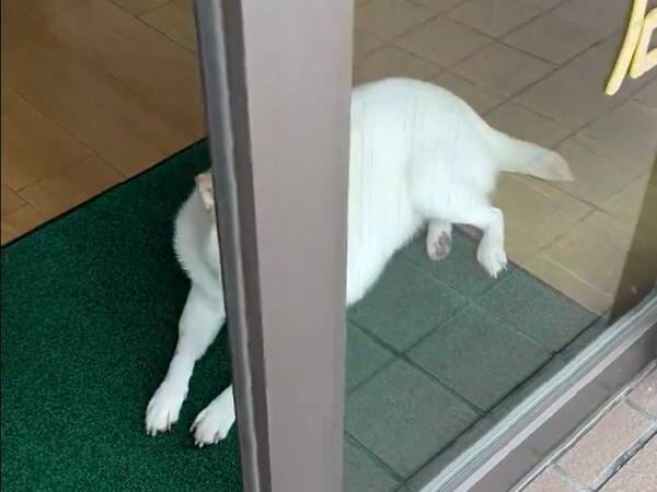 飼い主「今日も愛想のない看板犬」　動画に「ジワる」「いるだけでキュン」