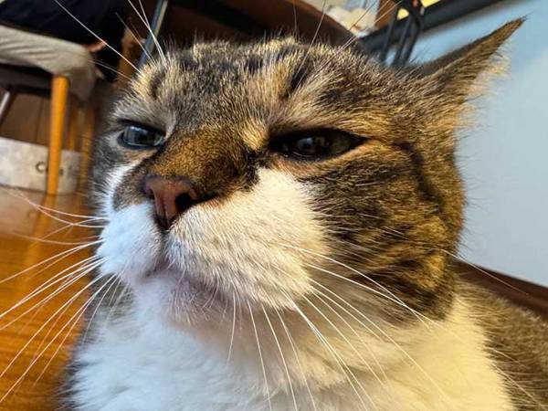 風呂が嫌そうな猫　飼い主が激写した１枚に「笑った」「達観してる」