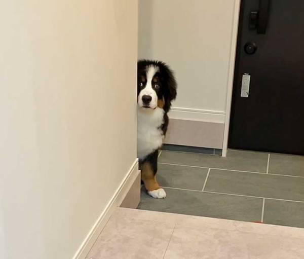 壁からひょっこりする愛犬　１年後…　その姿に「癒された」