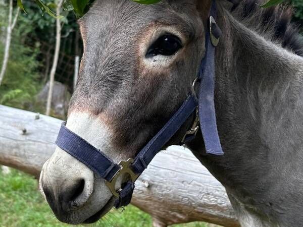 金木犀の冠をしたロバに「待ち受けにしたい」　飼い主が撮影した１枚がこちら