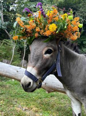 金木犀の冠をしたロバに「待ち受けにしたい」　飼い主が撮影した１枚がこちら