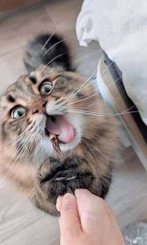 猫の写真