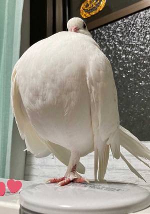 「大きすぎるでしょ」「指突っ込みたい」　ハトのギャップがすごい写真がこちら！